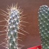 consolea_rubescens